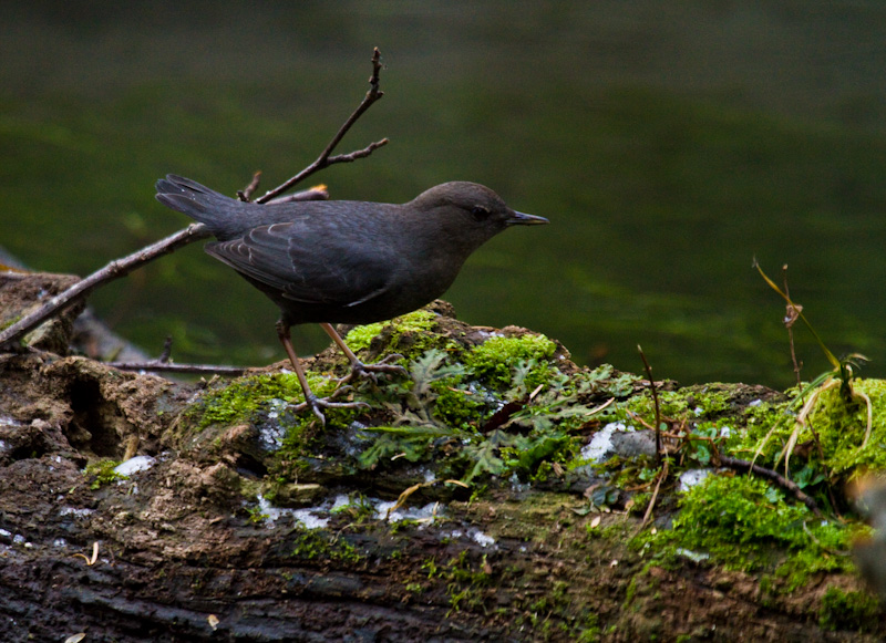 American Dipper